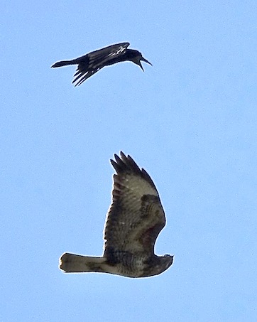 buzzard